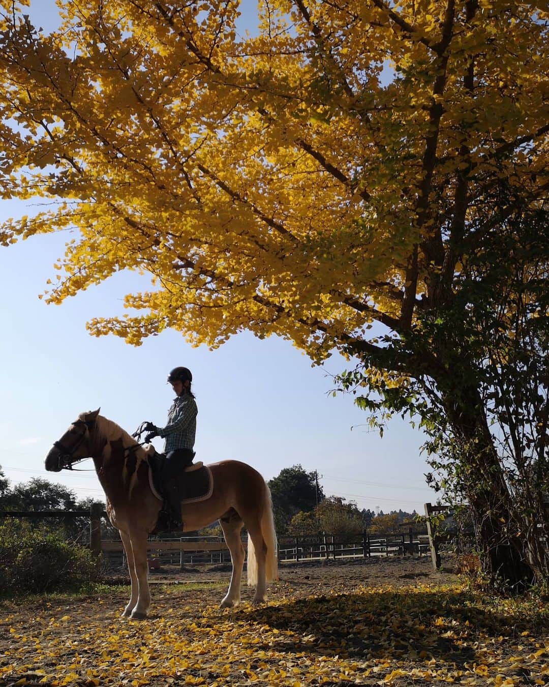佐藤藍子さんのインスタグラム写真 - (佐藤藍子Instagram)「皆様、おこんばんみーです😌  今週末ですが  11月28日（土） 大井競馬場で開催中の 東京メガイルミに来場させていただき、 今年もトークショーに出演させていただきます！！  17:00〜18:00にパドック内で開催予定です。  皆さまのご来場お待ちしております。  https://tokyomegaillumi.jp/  11/28,29は コスプレイベントもやっているそうです  お時間ありましたら、よろしくお願いいたします🎵  写真は、今週末のイベントに向けて息子ぽっきゅん🐴で乗馬レッスンをした後に 撮りました📸  黄金色💛  寒くなって来ましたが、体調に気をつけて素敵な週末にしましょうね✨  #大井競馬場#大井競馬場メガイルミ #競馬のない日はメガイルミ #ポニー#ドレッサージュポニー#ハフリンガー#ドレッサージュハフリンガー#馬#銀杏#馬と銀杏#ポニーと銀杏#メガイルミ#haflinger #dressagehaflinger #pony#dressagepony #horse#佐藤藍子#aikosato」11月26日 18時23分 - sato_aiko_official