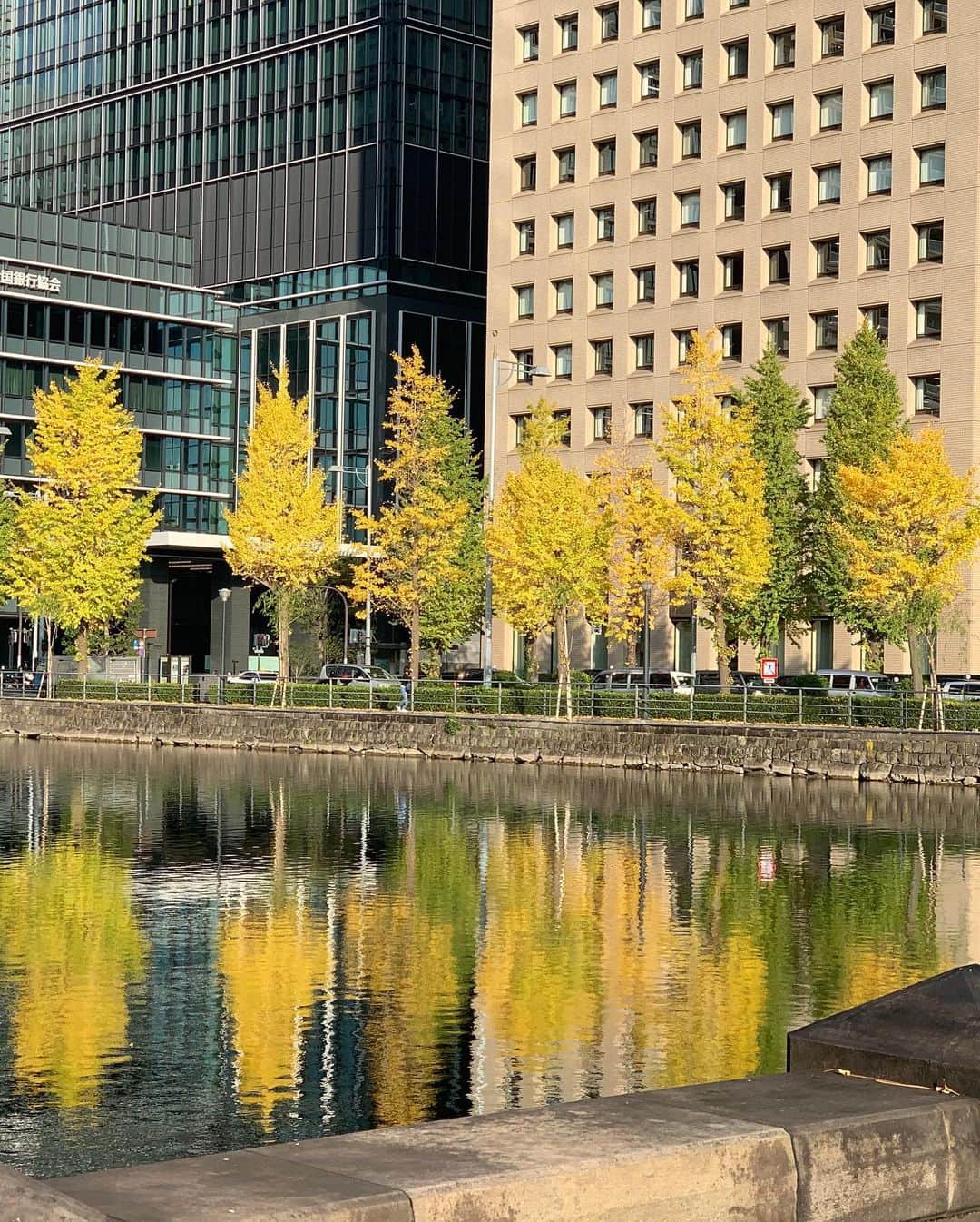 沢瀉美緒さんのインスタグラム写真 - (沢瀉美緒Instagram)「※ Autumn leaves hunting 🍂 . 外苑前の銀杏並木も好きだけど 皇居の近くの銀杏並木も好き🍂 . 人が少なかったので写真を撮る時だけ マスクを外してます😷 . 一帯が黄色の世界で水面に映る木々まで美しかった💛 . . #autumnleaves #autumn #秋 #紅葉 #imperialpalace #皇居 #銀杏並木 #ginkgo #tokyo #東京 #皇居外苑 #二重橋」11月26日 18時28分 - mio_omodaka