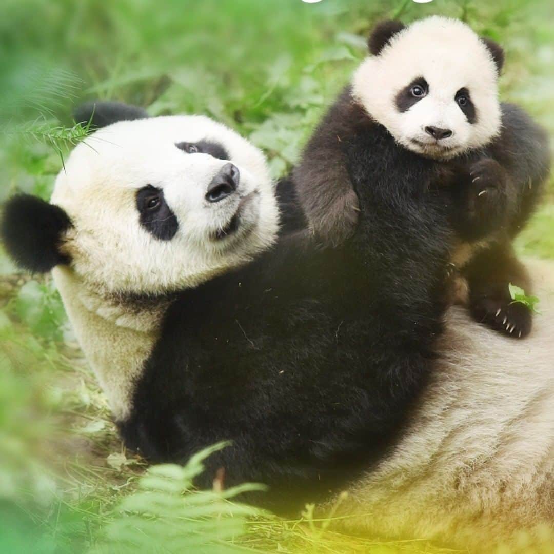 iPandaさんのインスタグラム写真 - (iPandaInstagram)「Happy Thanksgiving! What are you thankful for? We, iPanda, are thankful that so many amazing creatures such as pandas are with us, and thankful for your care and affection for them. 🐼 🐼 🐼 #Panda #iPanda #Cute #PandaPic #ThanksgivingDayHappy」11月26日 18時42分 - ipandachannel
