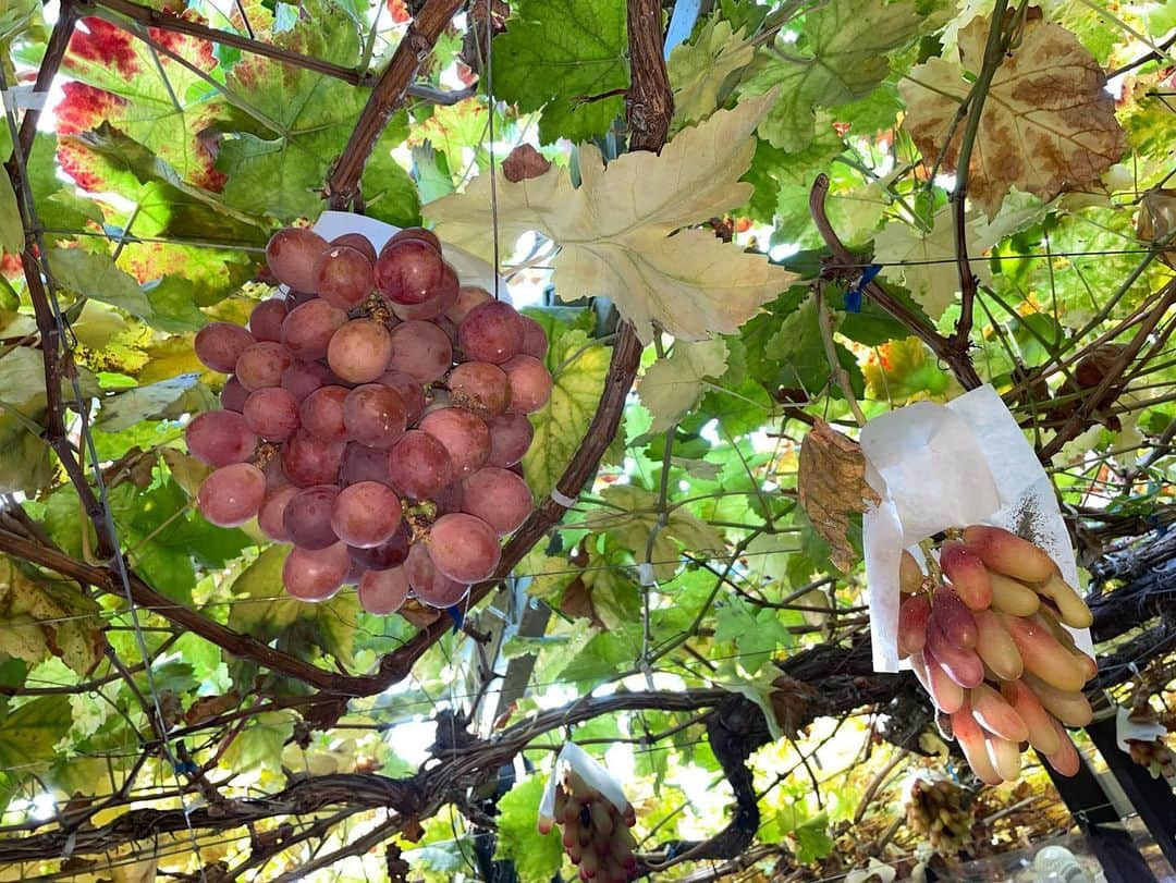 渡邊真由さんのインスタグラム写真 - (渡邊真由Instagram)「山梨ぶどう狩り🍇 シャインマスカットもおいしかった❤️  #ぶどう狩り #山梨 #食べ放題 #勝沼 #ぶどうの里」11月26日 18時47分 - ma_yuuuu912