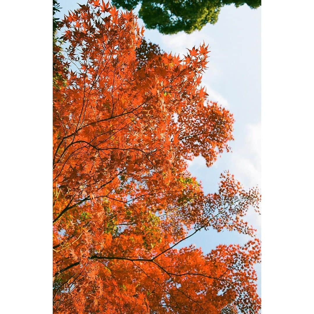 森田想さんのインスタグラム写真 - (森田想Instagram)「🍁🌰🧣 赤み暖かみが去りそうな秋にもうひとつ。 今月27日（明日！）公開の映画『10万分の1』に出演してます。思えば『朝が来る』『タイトル、拒絶』と共に、微力ながら関われた映画が同じ月に3本も公開されている中、TVではドラマ『先生を消す方程式。』も放映していて、ほくほくな気持ちです。観てますの言葉もいつも見てます。それぞれ全く違う役なので残りの公開期間含め、皆さんが出逢ってくれますように。目で紅葉狩りをしたお裾分け。明日は寒いって、お身体に気をつけて。 #film #kodak」11月26日 18時55分 - kokoro_morita