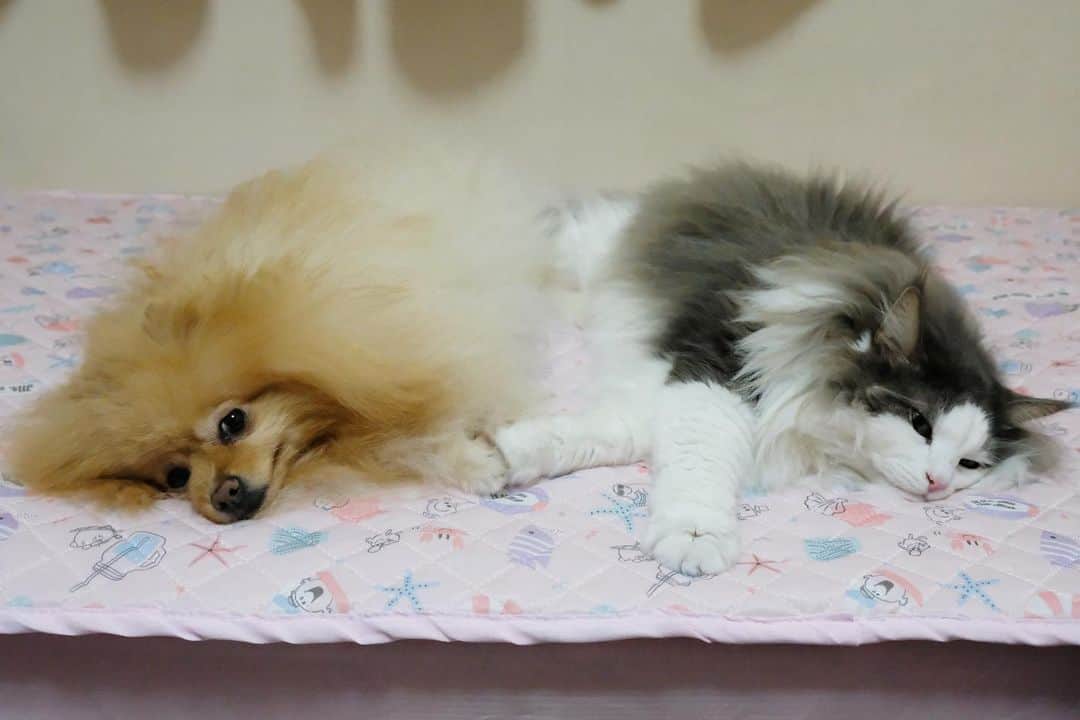 Hanaさんのインスタグラム写真 - (HanaInstagram)「手を繋ぐきょうだい 🐶🙏😻 * * ブログ更新しました♪ http://kedamakyoudai.blog.jp/ #NorwegianForestCat#Pomeranian#japan#catlover#doglover#dogs#cat#Kawaii#fluffy#pom#fluffydog#catsofinstagram#dogsofinstagram#fluffycat#ノルウェージャンフォレストキャット#ポメラニアン#pecoいぬ部#ペコねこ部#犬と猫のいる暮らし#かわいい#cute#cutecat#cutedog#funny#funnydog#funnycat#いぬのきもち#ねこのきもち#ライブドアインスタブロガー」11月26日 19時12分 - mofu2family