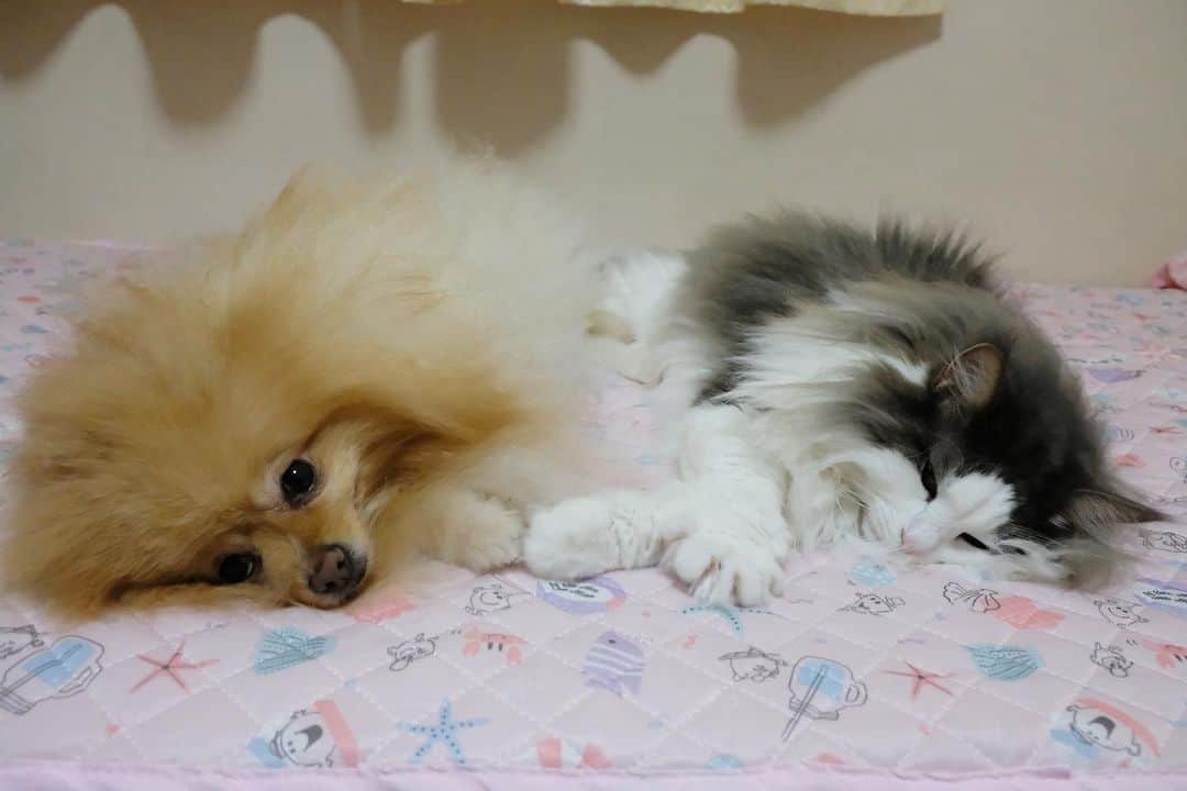 Hanaのインスタグラム：「手を繋ぐきょうだい 🐶🙏😻 * * ブログ更新しました♪ http://kedamakyoudai.blog.jp/ #NorwegianForestCat#Pomeranian#japan#catlover#doglover#dogs#cat#Kawaii#fluffy#pom#fluffydog#catsofinstagram#dogsofinstagram#fluffycat#ノルウェージャンフォレストキャット#ポメラニアン#pecoいぬ部#ペコねこ部#犬と猫のいる暮らし#かわいい#cute#cutecat#cutedog#funny#funnydog#funnycat#いぬのきもち#ねこのきもち#ライブドアインスタブロガー」