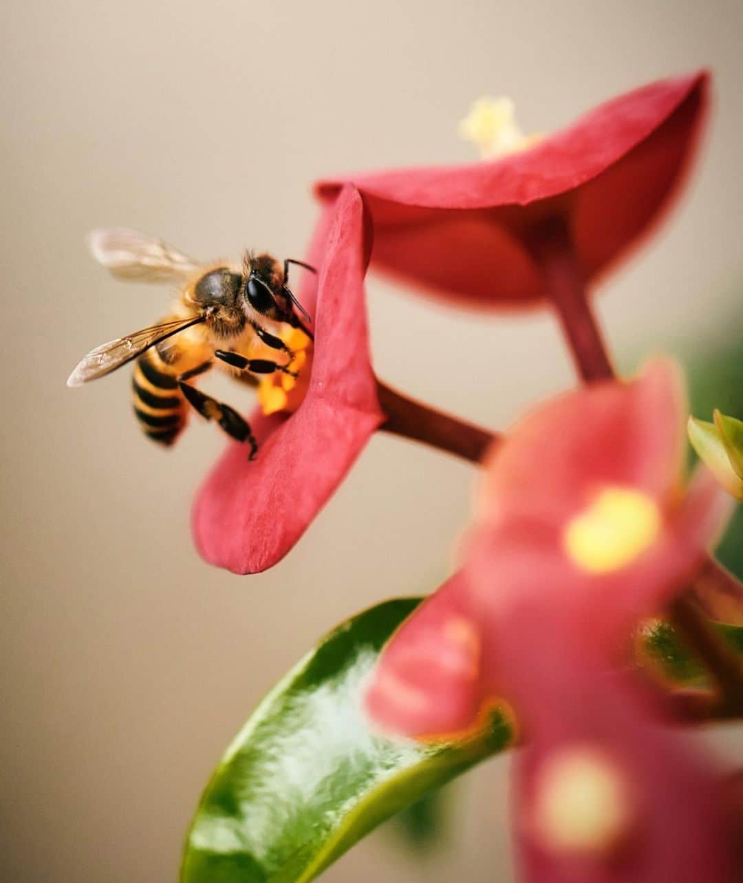 Canon Asiaのインスタグラム：「Andrew captured this bee 🐝 hard at work, and shared that while the past few months have been tough, seeing it was a reminder that life goes on no matter what happens.⁣ .⁣ Through these hard times, we hope that everyone stays safe and healthy, and that we can all face the challenges together.⁣ .⁣ 📷  Image by andrew.gregory on My Canon Story using the Canon EOS R • f/2.8 • ISO 800 • 1/1600 • 100mm⁣ .⁣ Have an amazing photo to share? Tag us at #canonasia or submit them on My Canon Story, link in bio!⁣ .⁣ #canonasia #photography #explore #bees #nature #insect #hive #beesofinstagram #wildlife #colours #inspiration」