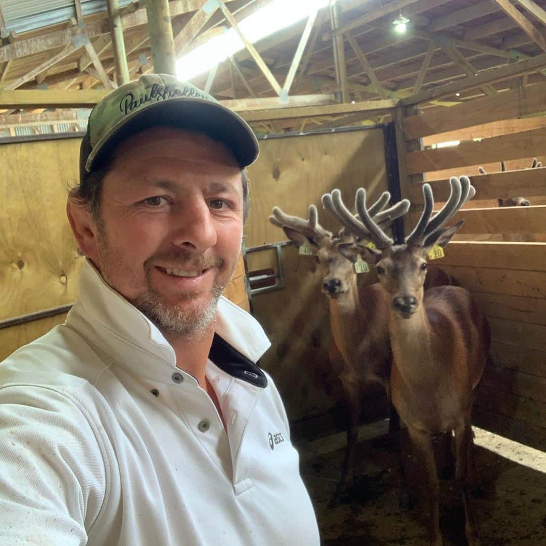 トンプソンルークのインスタグラム：「仕事の仲間 The new work mates. #deerfarm #stag」