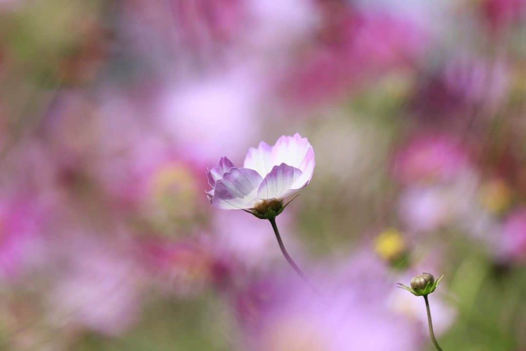 花の写真館のインスタグラム：「Photo by 楜澤 明子.⠀ .⠀ Original Post[投稿いただいたURL]⠀ https://www.facebook.com/photo.php?fbid=1496678293857526⠀ .⠀ 本アカウントは、 #私の花の写真 をつけてInstagramに投稿された皆さまの花の写真や、「花の写真館」Facebookページで投稿された花の写真を紹介します。⠀ 「花の写真館」Facebookページは、「 @floral.photograph 」のプロフィールにあるURLからご覧ください。⠀ .⠀ ※各自、政府、自治体など公的機関の指示に従った行動をお願いします。⠀⠀ 東京カメラ部および分室では、写真を「見る楽しみ」を提供することを通して、微力ながら皆様にわずかな時間でも癒しをお届けしたいと思っております。⠀ ※本アカウントは東京カメラ部がFacebook、Instagramのサービスを利用して運営しているもので、Facebook社・Instagramとは一切関係ありません。⠀ .⠀ #花の写真館 #floralphotograph #floralphoto #flower #flowers⠀ Follow: @floral.photograph」