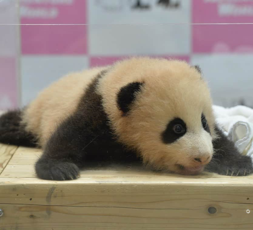 パンダ（白浜）さんのインスタグラム写真 - (パンダ（白浜）Instagram)「baby #結浜 in 2016 congrats shirahama family🌈🌈🌈 🐼😊🐼 #photography #adventureworld #アドベンチャーワールド #ADVENTUREWORLDPANDAS #baby #HELLOLITTLE #pandamental #hellopanda #ハローリトル #ハローパンダ #パンダグラビア #パンダ　and #panda #pandababy 🐼🐼🐼」11月26日 19時37分 - hellopanda_book