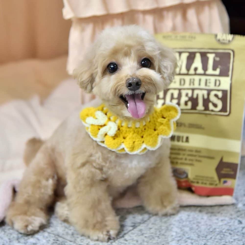 Truffle??松露?トリュフのインスタグラム：「📆(26/11/20) Happy 🌱😁🌱 A Primal a day, not only keeps the doctor away but also makes us healthy and happy !😋🏋️‍♀️😁 #primalpetfoods #trufflenb2k #b2kpet」
