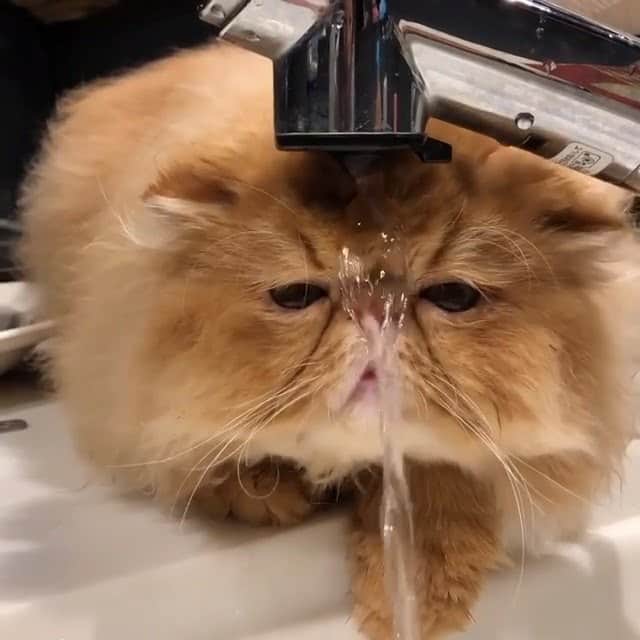 PECOねこ部のインスタグラム