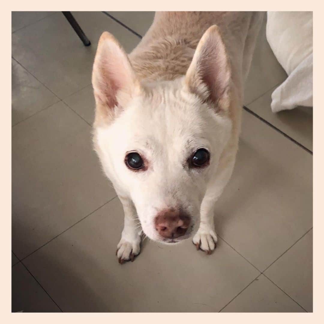 パンといっぴきのインスタグラム：「#元保護犬 #雑種犬 #crossbreed #mixdog #キップル14歳」