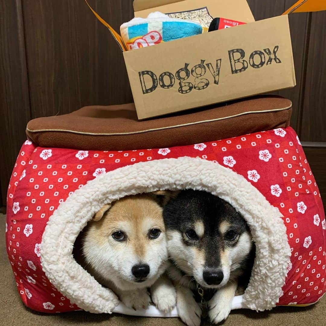 豆柴なつ&ふゆさんのインスタグラム写真 - (豆柴なつ&ふゆInstagram)「Natsu & Fuyu in Kotatsu😊❤️❤️ コタツでぬくぬく😊❤️ Doggy boxも届いたよ😆‼️ #doggybox #ドギボ　#pr  #ぬくぬく #こたつ  #炬燵 #thedailyshibainu #west_dog_japan  #わんダフォ #shibamania  #柴犬ライフ#pecoいぬ部 #shiba_snap  #instashiba#cutedogs  #柴犬#shiba #shibainu #shibastagram #いぬすたぐらむ #pecoいぬ部 #犬バカ部 #shibainumag_feature #instafollow #dogoftheday  #🐕📷 #theshibasociety  #柴#proudshibas  #柴犬マニア」11月26日 21時02分 - mameshiba.natsuinu56