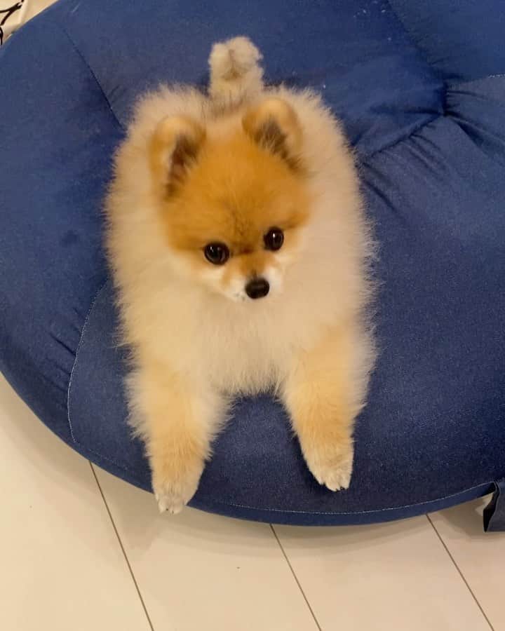 RIO POMEのインスタグラム：「耳👂で返事するケムシ🐶  #ポメラニアン #pomeranian  #犬 #dog #dogstagram#doglover #愛犬 #わんこ #ポメラニアン大好き #ポメラニアンが世界一可愛い #pom #ぽめらにあん #ポメ#pomeraniansofinstagram  #pomeranianlove #ふわもこ部 #いぬバカ部 #癒しわんこ#instapic#pomstagram #puppy #dogsofinstagram #cute#cutedog」