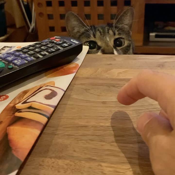 takegaeruのインスタグラム：「チラチラてんちゃん👀 #猫 #cat #よもねこ #よもぎねこ #キジトラ #きじとら #無限ループ」