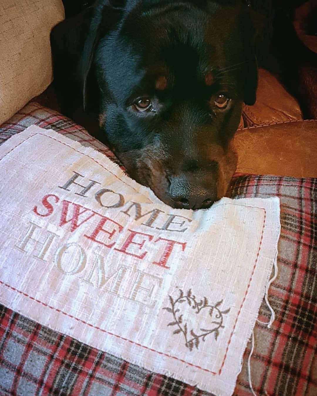 エイリー・チャイルドのインスタグラム：「Finding a spot to hide away whilst the house is a riot 😍😅」