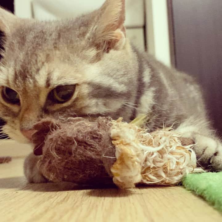 のインスタグラム：「※ 俺なりの愛情表現。  #ヨダレでびっちゃびちゃ」
