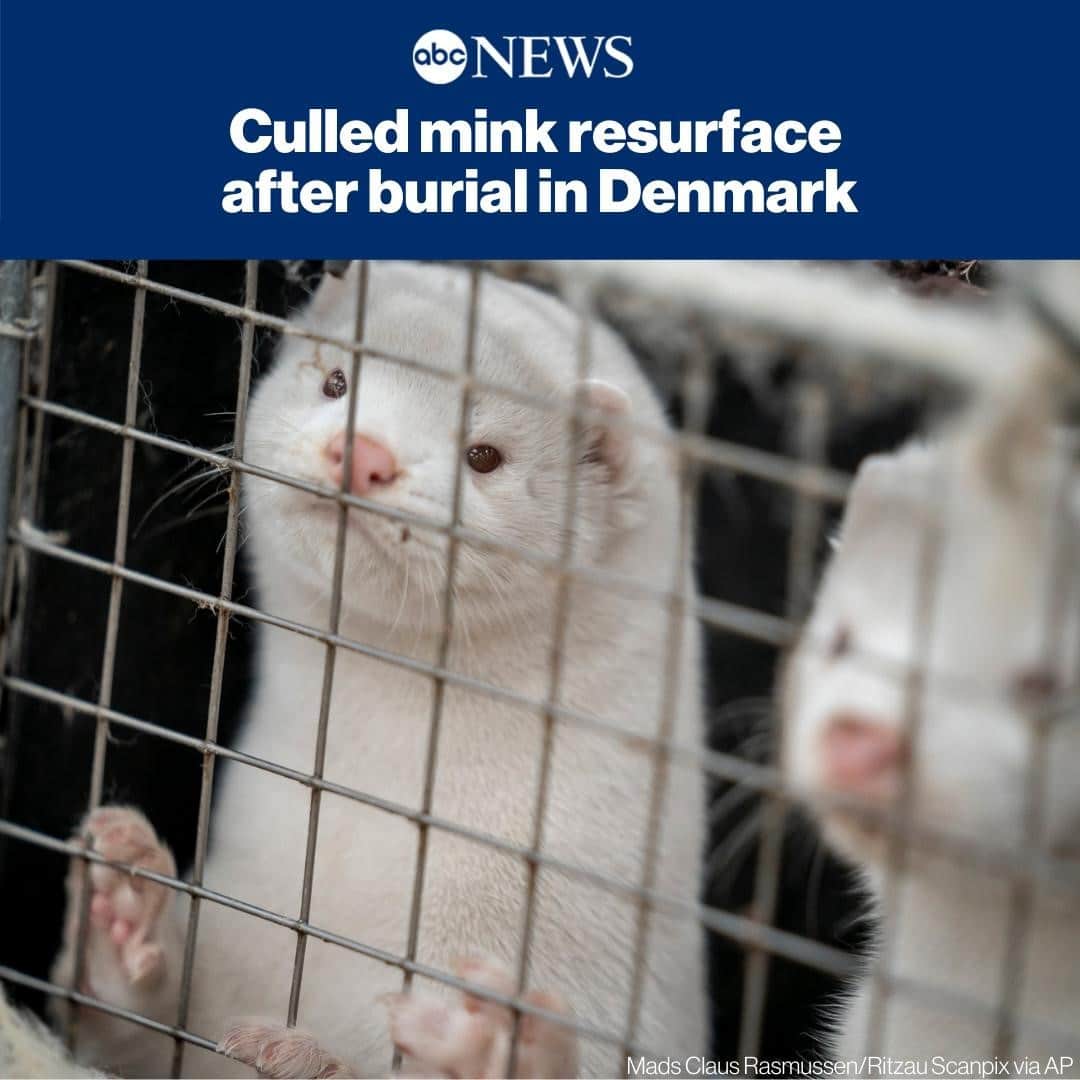 ABC Newsさんのインスタグラム写真 - (ABC NewsInstagram)「Some of the thousands of mink culled to minimize the risk of them re-transmitting the new coronavirus to humans have risen from their shallow graves in western Denmark after gases built up inside the bodies. MORE AT LINK IN BIO. #mink #animals #coronavirus #covid19」11月26日 21時44分 - abcnews