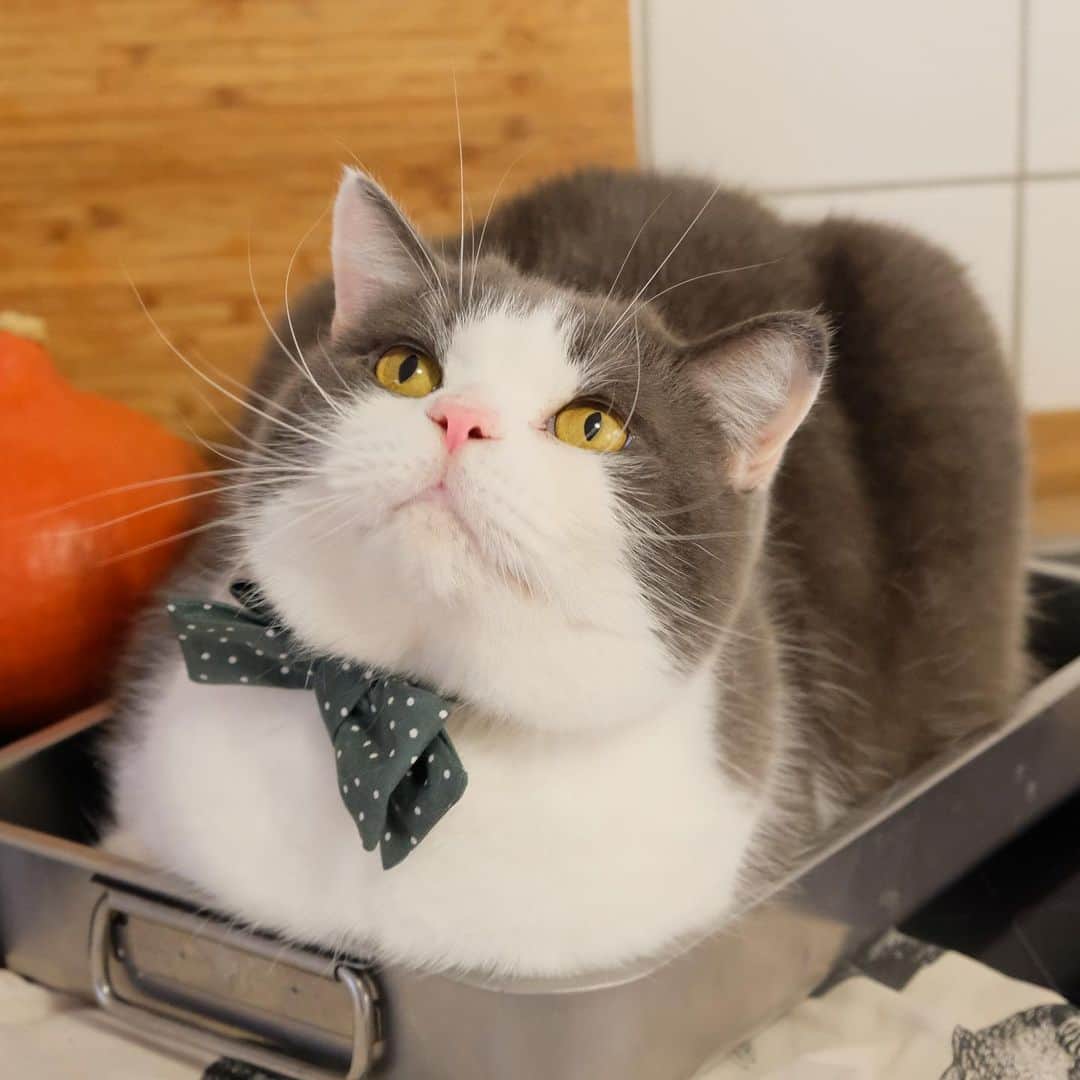 catinberlinさんのインスタグラム写真 - (catinberlinInstagram)「So thankful I’m not a turkey. 😆 Happy Thanksgiving to our american furiends & everyone celebrating. www.catinberlin.com」11月26日 21時42分 - catinberlin