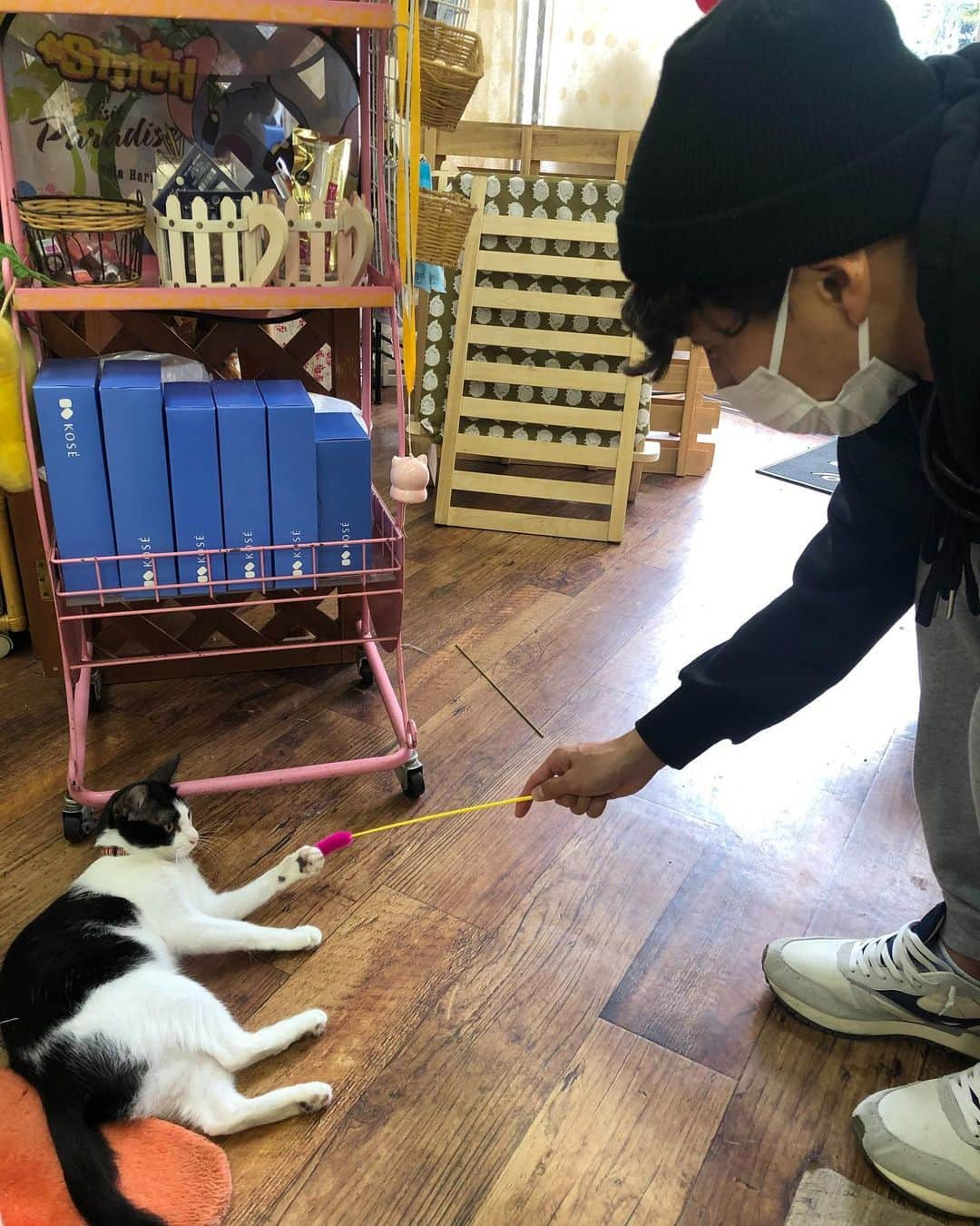 武岡優斗さんのインスタグラム写真 - (武岡優斗Instagram)「陽気な嫁はんの心友。  今日は、陽気な嫁はんの心友に 遊んでもらいました笑  いきなり…プイッされるから… 完全に遊んでもらってました笑  20分ほどぶっ通しで こんな感じでした笑 あー楽しかった^ ^  陽気な嫁はん　@wada_nana_official は 猫に癒されておりました笑  #陽気な嫁はん #陽気な嫁はんの心友 #猫 #ねこ #ねこすたぐらむ #🐈 #cat #catstagram #完全に遊ばれました #現場からは以上です🙏」11月26日 21時53分 - yuto_takeoka17