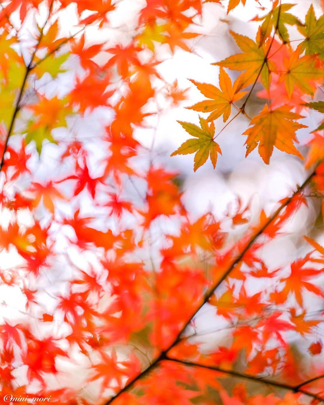 ☀もり、さんのインスタグラム写真 - (☀もり、Instagram)「* 紅葉もそろそろ… ・ #team_fuji #team_xt2 #teamfujifilm #teamfuji #fujifilm #fujifilm_xseries #fujifilmxseriesjapan #fujixt2 #xt2 #fujifeed #fujixfam #fujifilm_global #instagram #広がり同盟 #retrip_nippon #igersjp #indies_gram #visitjapanjp #as_archive #lovers_nippon #オールドレンズ #Helios #helios44m #紅葉 #紅葉狩り #岡山」11月26日 21時47分 - mini_mori