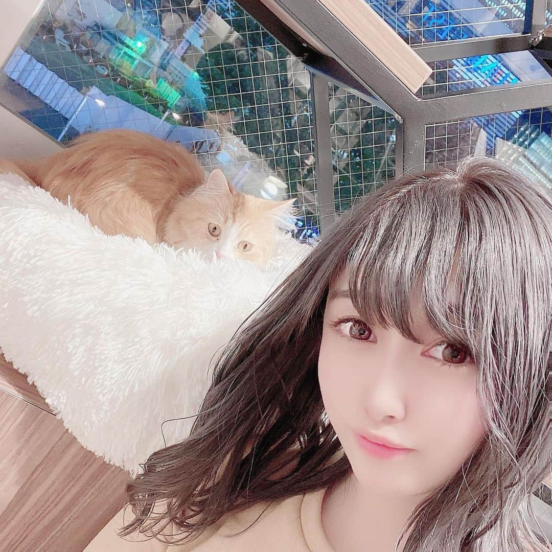 うららのインスタグラム：「この間美容院行ったついでに猫カフェ行ってきた🥰🐱  今日は出勤してます😌  #猫 #猫カフェ #カフェ #ねこ #ねこすたぐらむ #猫好き #好き #ねこ写真 #美容院 #美容院行ってきた #髪型 #髪色 #ヘアカラー #ヘアスタイル #新宿 #歌舞伎町 #歌舞伎 #歌舞伎町キャバ嬢 #キャバ #キャバ嬢 #キャバクラ #すっぴん #スッピン」