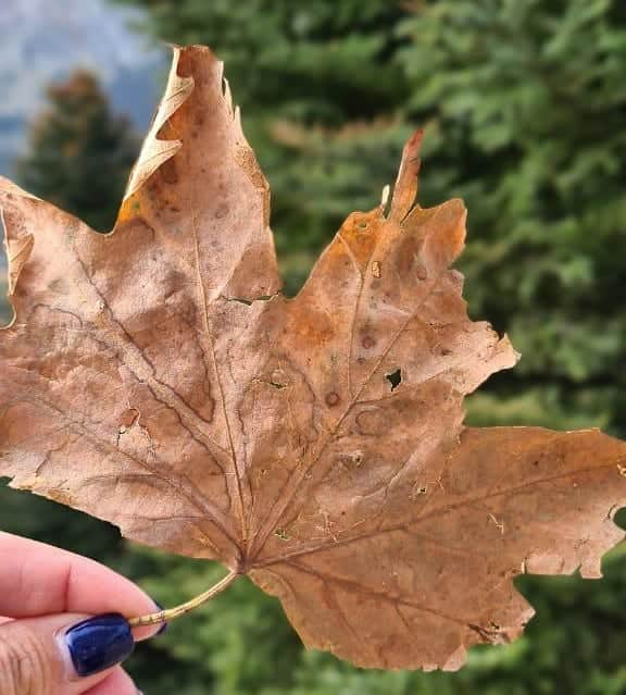 バシリキ・ミロウシさんのインスタグラム写真 - (バシリキ・ミロウシInstagram)「Catch them as they fall 🍁 #GalaxyS20  #DoWhatYouCant  #withGalaxy #sponsored @samsunggreece」11月26日 22時06分 - vasilikimillousi