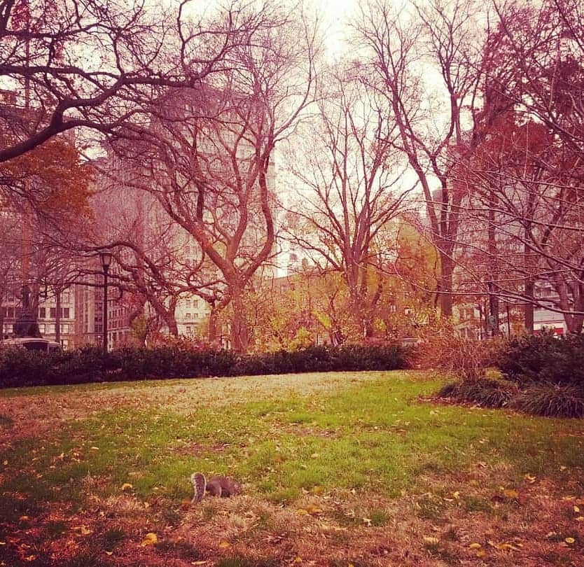 前田真里さんのインスタグラム写真 - (前田真里Instagram)「さて、リスは、どこでしょう❓  #happyholidays  #newyork  #過去pic #2013 #googlephotos」11月26日 22時17分 - maedamari