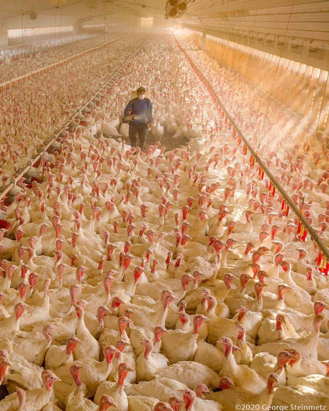 ナショナルジオグラフィックさんのインスタグラム写真 - (ナショナルジオグラフィックInstagram)「Photo by George Steintmetz @geosteinmetz / A turkey farm in Clayton County, Iowa. Confined animal feeding operations like this produce most of the meat consumed in the industrialized world. They are extremely efficient but also extremely prone to population collapse with uniform genetics. These birds were being sprayed with a non-toxic disinfectant to prevent a poultry pandemic. To see more about where our food comes from, follow my other account @FeedThePlanet.」11月26日 22時51分 - natgeo