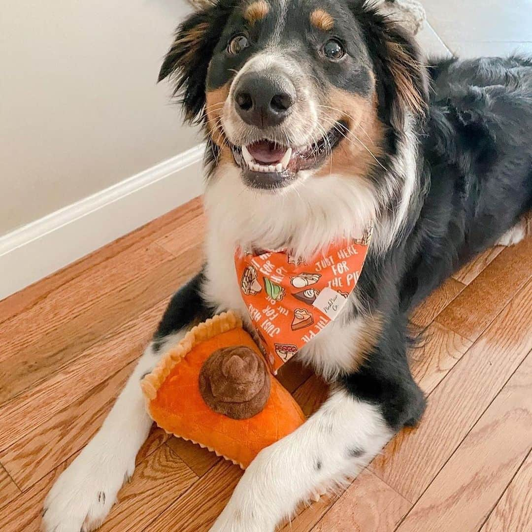 BarkBoxさんのインスタグラム写真 - (BarkBoxInstagram)「HAPPY THANKSGIVING Y'ALL⁠⠀ ft. ⁠⠀ @george.e.basset⁠⠀ @milo.themini.aussie⁠⠀ @vikingthelab⁠⠀ @bentley_theaus⁠⠀ @twobearsandabasset⁠⠀ @buggerzsquad」11月26日 23時07分 - barkbox