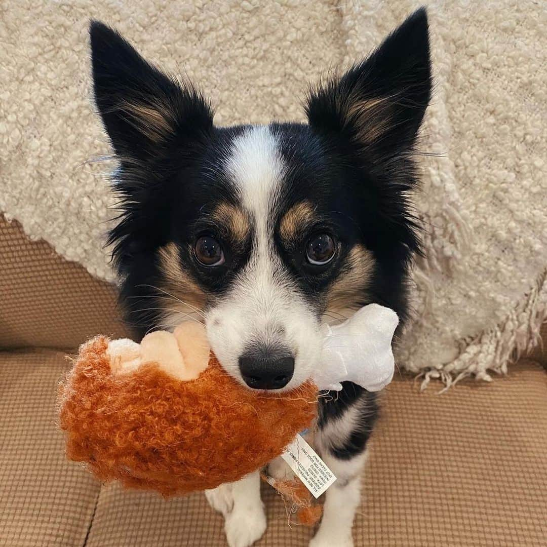 BarkBoxさんのインスタグラム写真 - (BarkBoxInstagram)「HAPPY THANKSGIVING Y'ALL⁠⠀ ft. ⁠⠀ @george.e.basset⁠⠀ @milo.themini.aussie⁠⠀ @vikingthelab⁠⠀ @bentley_theaus⁠⠀ @twobearsandabasset⁠⠀ @buggerzsquad」11月26日 23時07分 - barkbox