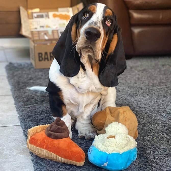BarkBoxのインスタグラム：「HAPPY THANKSGIVING Y'ALL⁠⠀ ft. ⁠⠀ @george.e.basset⁠⠀ @milo.themini.aussie⁠⠀ @vikingthelab⁠⠀ @bentley_theaus⁠⠀ @twobearsandabasset⁠⠀ @buggerzsquad」