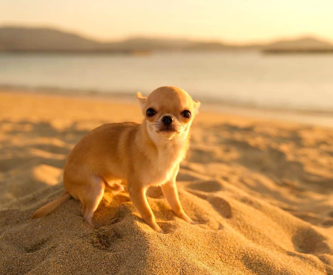 Kiyoのインスタグラム：「♔ Miké ♔ カワウソ？アザラシ？ ウナギイヌ？ 謎の海の生き物に見えます😂 ♔ #puppy#puppies#puppiesofinstagram#dog#dogs#dogsofinstagram#dogstagram#doglover#dogsofinstaworld#dog_features#instadog#instagramdogs#ilovemydog#chihuahua#chihuahuasofinstagram#chihuahualove#chihuahualife#dogsofbark#weeklyfluff#barked#animalsco#IGersJP#instagramjapan#todayswanko#pecoいぬ部#チワワ部#チワワ#スムチー#decocoの子はみんな可愛すぎる ♔」