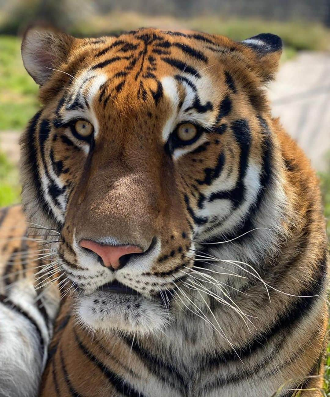 Black Jaguar-White Tiger さんのインスタグラム写真 - (Black Jaguar-White Tiger Instagram)「Cual murió el Diego ni cual murió el Diego? Más vivo que nunca. Libre de cuerpo y llenando las memorias y Corazones de su pueblo Argentino al que tanto Amo y el que tanto lo Amo. Ayer en redes sociales, el mundo entero le rindió tributo a ese Diez de Dieces fiestero, lleno de vida y sonrisas. Ayer Diego pasó a tomar su lugar correcto en este mundo: Simplemente se volvió leyenda. Y déjenme decirles algo de Corazón pero con la lógica más letal que van a encontrar en el Planeta: Yo no recomiendo el uso de drogas a persona alguna, pero si les puedo decir que la Existencia Ama a los valientes, a los sinceros, a los curiosos, por que solo los valientes llegan al Cielo y los cobardes aquí se quedan. Y digo aquí como castigo, aunque Amo a mi Planeta con todo mi Corazón, pero hemos convertido el visitar este mundo en un infierno. Acaso en la parábola de la Oveja perdida que cuenta Jesús, no el Pastor dejó a las otras 100 Ovejas del montón pues ellas se cuidan solas y fue tras la oveja perdida y le dijo, “A ti te quiero más”? A Diego le gano la inteligencia pues vio el sin sentido Del mundo y vivió de fiesta eterna hasta su último día. Repito, no lo condono, pero quien soy yo para juzgar a alguien que sonrío toda su vida y que las drogas lo controlaron? NADIE PUEDE JUZGAR A ALGUIEN. NADIE. Ayer vi fotos del Presidente del WBC @wbcmoro en las que Mike Tyson sale cargando al Diego, y también subió un video de Diego boxeando. Quien no ha visto ese video calentando antes de un partido al son de “Life is life”? Hasta el nombre de la canción es perfecta; La vida es la vida. Y Diego la aprovechó al máximo. Animo mis hermanos Argentinos, perdimos a un Héroe ayer, pero ganamos a una leyenda. Por favor busquen en YouTube la historia de su amigo Coppola en la que narra un encuentro con Fidel Castro en Cuba. Es de las mejores historias que este Cuenta Cuentos ha escuchado. Lloren pero celebren, pues la vida es un Tango. Y ustedes, mis Argentinos del Alma, lo saben mejor que nadie... #Maradona #Argentina #PapaBearChronicles #BabyMaradonaBJWT」11月26日 23時25分 - blackjaguarwhitetiger