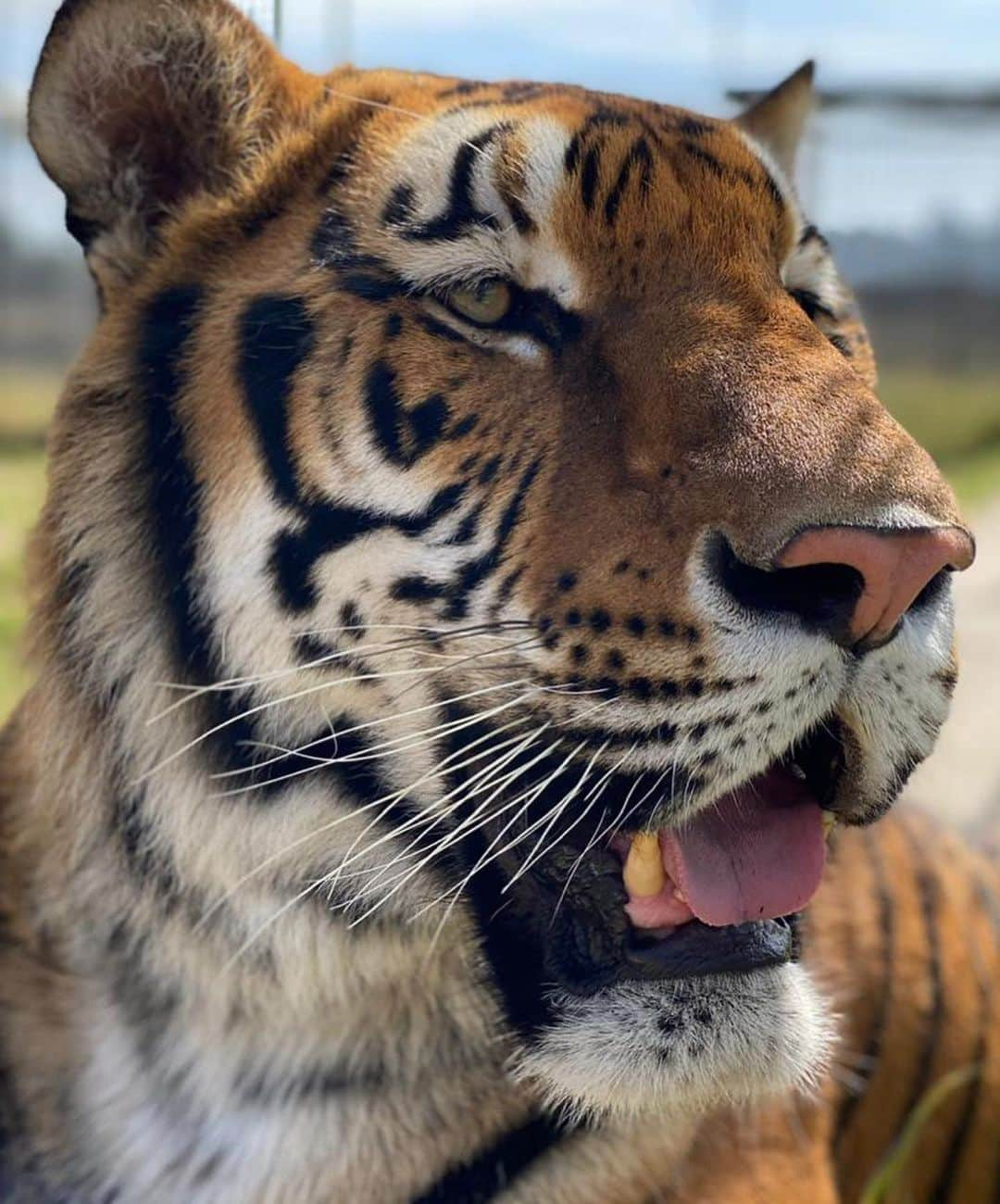 Black Jaguar-White Tiger さんのインスタグラム写真 - (Black Jaguar-White Tiger Instagram)「Cual murió el Diego ni cual murió el Diego? Más vivo que nunca. Libre de cuerpo y llenando las memorias y Corazones de su pueblo Argentino al que tanto Amo y el que tanto lo Amo. Ayer en redes sociales, el mundo entero le rindió tributo a ese Diez de Dieces fiestero, lleno de vida y sonrisas. Ayer Diego pasó a tomar su lugar correcto en este mundo: Simplemente se volvió leyenda. Y déjenme decirles algo de Corazón pero con la lógica más letal que van a encontrar en el Planeta: Yo no recomiendo el uso de drogas a persona alguna, pero si les puedo decir que la Existencia Ama a los valientes, a los sinceros, a los curiosos, por que solo los valientes llegan al Cielo y los cobardes aquí se quedan. Y digo aquí como castigo, aunque Amo a mi Planeta con todo mi Corazón, pero hemos convertido el visitar este mundo en un infierno. Acaso en la parábola de la Oveja perdida que cuenta Jesús, no el Pastor dejó a las otras 100 Ovejas del montón pues ellas se cuidan solas y fue tras la oveja perdida y le dijo, “A ti te quiero más”? A Diego le gano la inteligencia pues vio el sin sentido Del mundo y vivió de fiesta eterna hasta su último día. Repito, no lo condono, pero quien soy yo para juzgar a alguien que sonrío toda su vida y que las drogas lo controlaron? NADIE PUEDE JUZGAR A ALGUIEN. NADIE. Ayer vi fotos del Presidente del WBC @wbcmoro en las que Mike Tyson sale cargando al Diego, y también subió un video de Diego boxeando. Quien no ha visto ese video calentando antes de un partido al son de “Life is life”? Hasta el nombre de la canción es perfecta; La vida es la vida. Y Diego la aprovechó al máximo. Animo mis hermanos Argentinos, perdimos a un Héroe ayer, pero ganamos a una leyenda. Por favor busquen en YouTube la historia de su amigo Coppola en la que narra un encuentro con Fidel Castro en Cuba. Es de las mejores historias que este Cuenta Cuentos ha escuchado. Lloren pero celebren, pues la vida es un Tango. Y ustedes, mis Argentinos del Alma, lo saben mejor que nadie... #Maradona #Argentina #PapaBearChronicles #BabyMaradonaBJWT」11月26日 23時25分 - blackjaguarwhitetiger