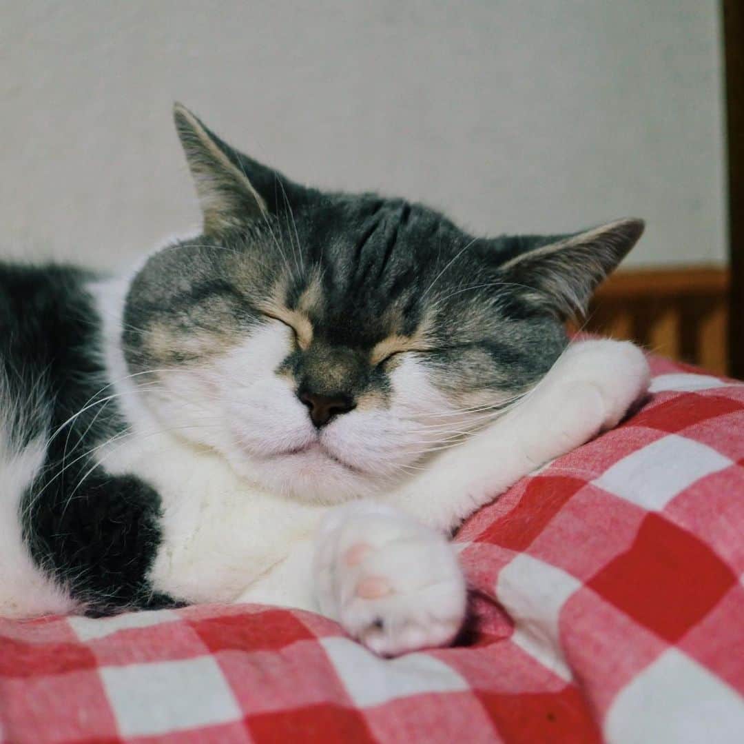 sancheloveのインスタグラム：「#枕が上手 なタバ様。 #おやすみにゃさい#🌝  #kitty#catstagram#catstagram_japan#petstagram#picneko#instacat#meow#catoftheday#catofworld#ilovemycat#funnycat#にゃん#にゃんだふるらいふ#ふわもこ部#ねこまみれ#ねこ休み展#britishshorthair#scottishfold#ブリティシュショートヘア#ねこのいる暮らし Tabatha」