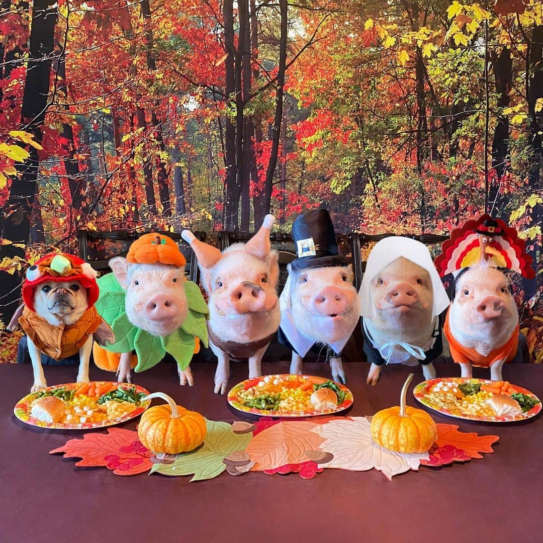 Priscilla and Poppletonさんのインスタグラム写真 - (Priscilla and PoppletonInstagram)「The only way you will find a turkey at our table...Happy ThOINKsgiving from our piggy/pug family to yours!🐷🧡🦃💛🐶🧡🦃  On this day and every day, we are thankful for all of your support not only to us but our farm friends, too.  We are truly blessed! #veganthanksgiving #Pigtailthepug #PoseyandPink #PiggyPenn #PrissyandPop」11月26日 23時33分 - prissy_pig