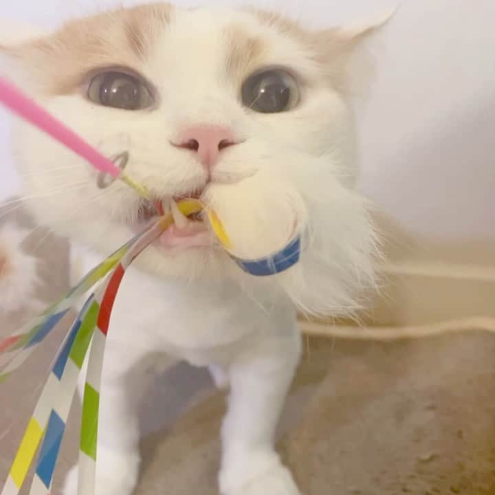 ユナのインスタグラム：「_강아지인가? 😸 #후추 #장난감내놔랏」