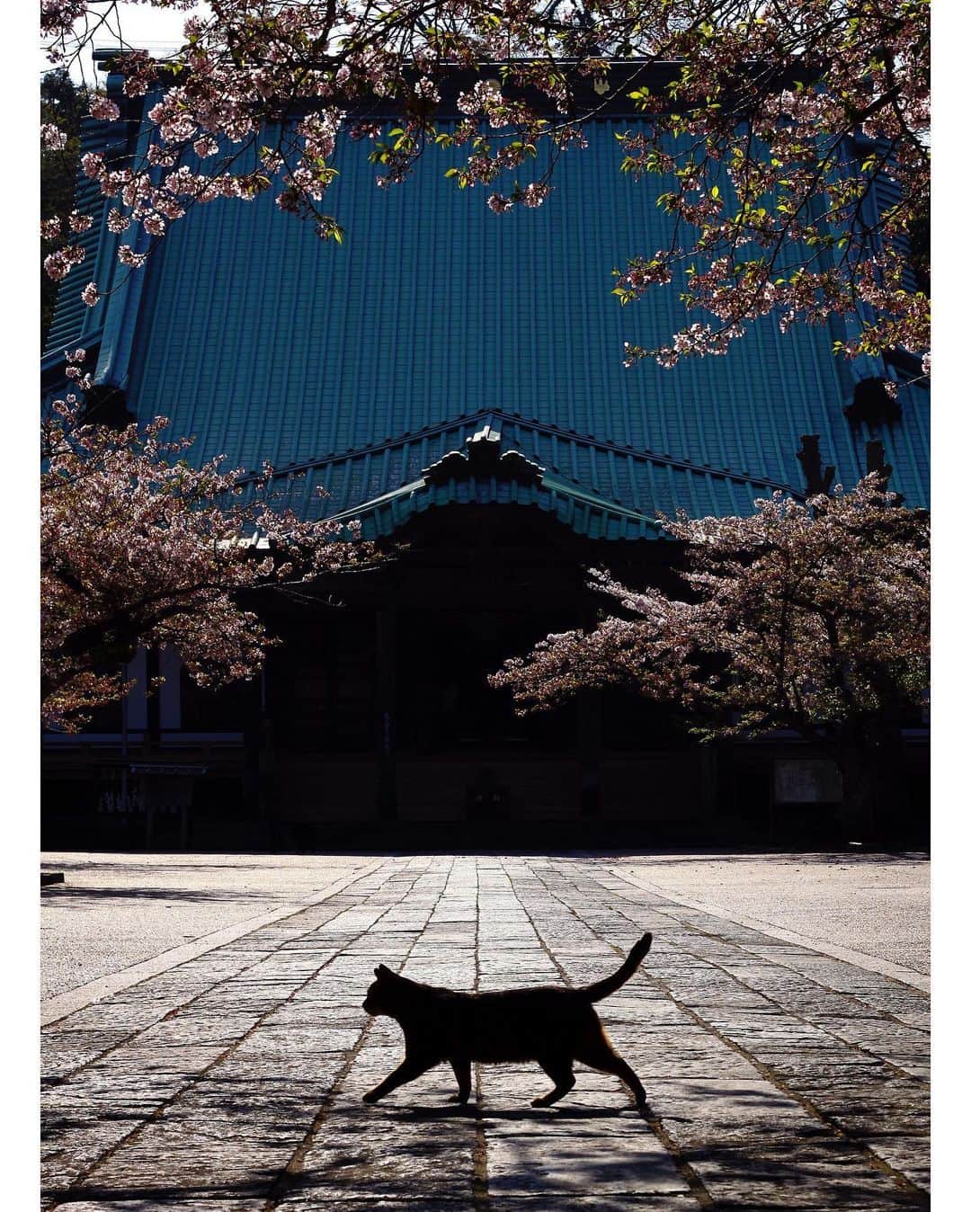 ををつかのインスタグラム：「品川のキヤノンオープンギャラリーで開催される写真展に参加します。30組43名が参加し、私は「桜猫」のテーマで２点展示します。どうぞよろしくお願いします。 ・「品川キヤノンオープンギャラリー ねこ写真展」 ・期間：2020年11月27日（金）～12月24日（木） ※日曜・祝日休館 ・時間：10時～17時30分（最終日は16時30分まで） ・場所：キヤノンオープンギャラリー2（東京都港区港南2-16-6 キヤノン S タワー 2F） ・入場無料」