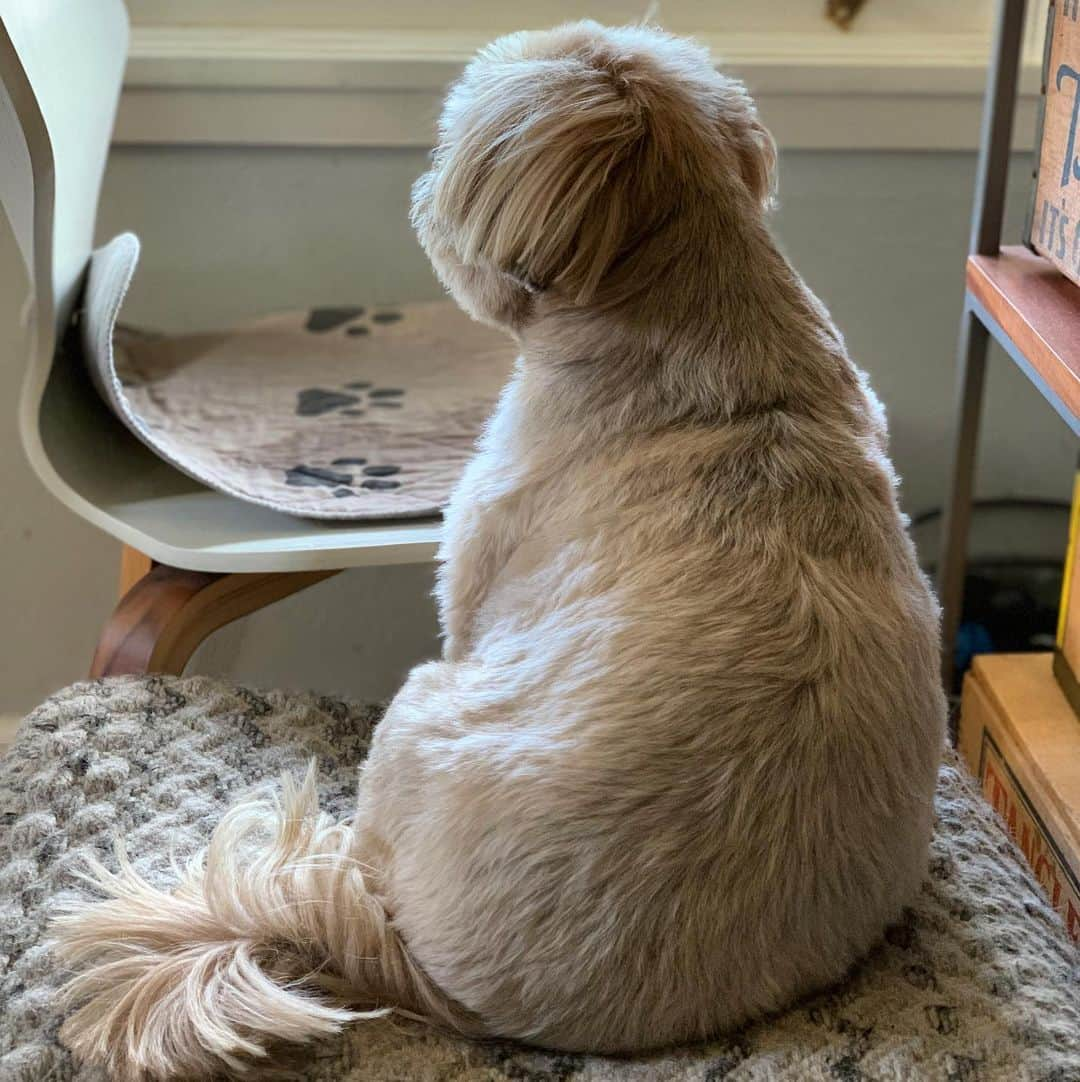 Dougie the Shih Tzuさんのインスタグラム写真 - (Dougie the Shih TzuInstagram)「Happy Thanksgiving from this 20-pound turkey.」11月27日 0時00分 - dailydougie