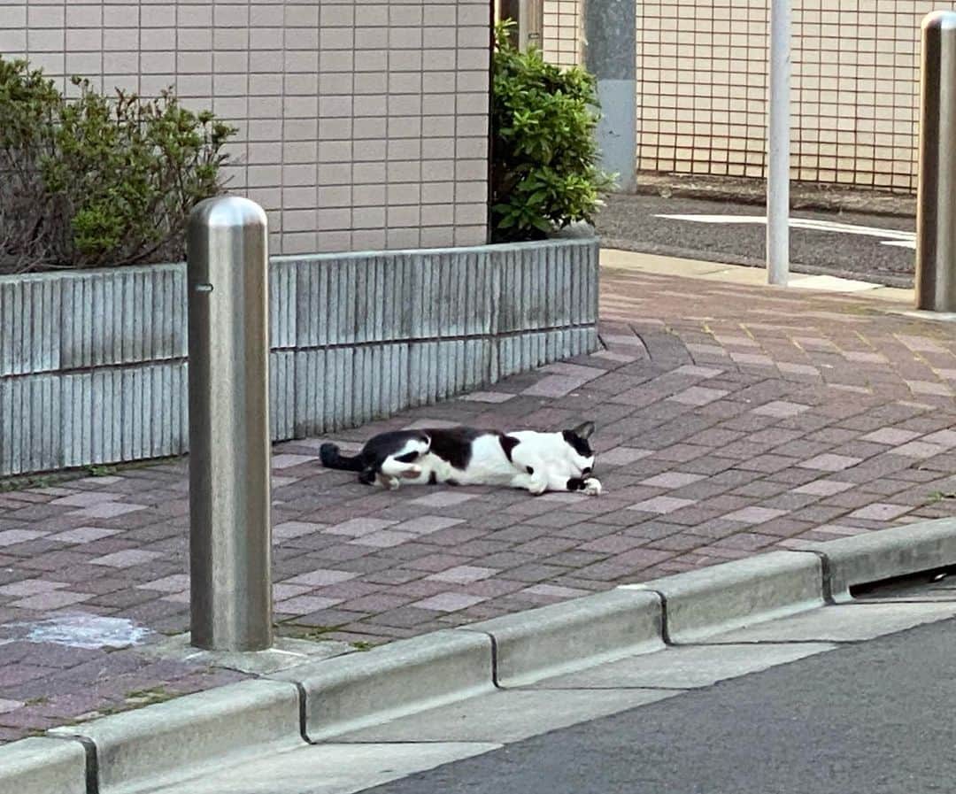 長谷川ヨシテルさんのインスタグラム写真 - (長谷川ヨシテルInstagram)「ぼくは#品川氏館 の#城にゃんこ だにゃ。 れきしクンとは#城跡 の西側のマンションの下で出会ったにゃ。 ・ 城主の#品川氏 は#源頼朝 さんにお仕えしてた、 #鎌倉幕府 の#御家人 のお方だったらしいにゃ。 #大河ドラマ #鎌倉殿の13人 にも出てくるかにゃ。 ・ それから、#室町時代 の中期に、 #鎌倉公方 の#足利持氏 って人に領地を没収されて、歴史上からいなくなったらしいにゃ。 ・ 今は#水の神様 の#貴船神社 が建ってるにゃ。 だから、ある意味#神社にゃんこ でもあるにゃ。 ・ #大崎駅 の徒歩圏内にあるシティ派な城跡なんだにゃ。 ゴロゴロ、ゴロゴロ。」11月27日 0時01分 - yoshiteru_hsgw