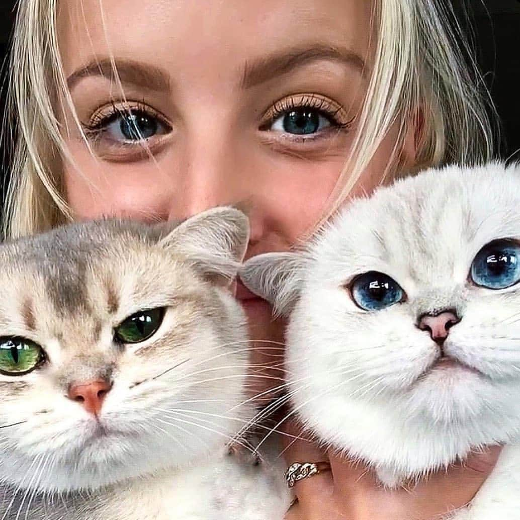 Cute Pets Dogs Catsさんのインスタグラム写真 - (Cute Pets Dogs CatsInstagram)「Those eyes 👀 😍 If you like it pls support with ❤️  From @tabby_britishshorthair   For all crediting issues, pls DM . #kittens_of_world and follow us to featured. 😸  #kitty #cats #kitten #kittens #kedi #katze #แมว #猫 #ねこ #ネコ #貓 #고양이 #Кот #котэ #котик #кошка#cutecats #meow #kittycat #catinstagram #catsclub #caturday #catsofig #bestmeow #excellent_cats」11月27日 0時12分 - dailycatclub