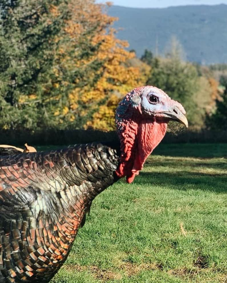 デイヴ・アスプリーさんのインスタグラム写真 - (デイヴ・アスプリーInstagram)「Check out this beautiful bird from my farm! Took it in the backyard, and yes, I'm grateful to be fortunate enough to be able to feed him to my family.   I made sure he led a good life, ate all the good stuff, and experienced nature. When animals do that, they become more delicious (and nutritious!). This is part of the cycle of life. When you feed animals the wrong food or raise them in boxes, they are not good food, and they suffer.   This Thanksgiving, when you sit down to eat fantastic food, be grateful for the healthy animals that make up an essential part of a healthy diet, and be thankful for the people who do the work, who raise animals with integrity and treat them with respect and care.   Wishing you a very happy Thanksgiving with incredibly nutritious life-giving food. 🙏🏼」11月27日 0時10分 - dave.asprey