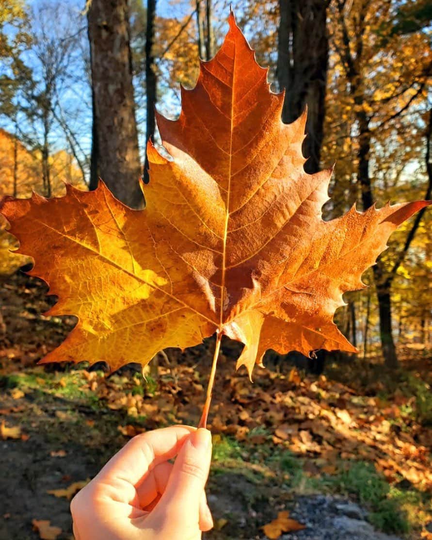 のインスタグラム：「This year, we are especially thankful for being able to continue sharing our collection with you. As with most small businesses, this year has provided many challenges for us to work through together. So with that said, we feel so much gratitude for those of you who are able to shop with us this holiday.  🍁🍂🌾 Although we are spending the holidays apart this year, we still want to send our collective appreciation to all of you. We look forward to a safe holiday season and wish all of you and your loved ones continued good health.」