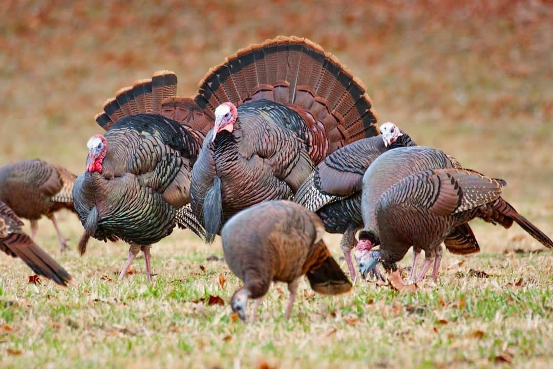 アニマルプラネットさんのインスタグラム写真 - (アニマルプラネットInstagram)「Happy Thanksgiving! Can you tell the male turkeys (toms) apart from the females (hens)? Toms have a massive amount of feathers, which they can flaunt to attract hens!  . . . . . #hens #toms #turkeys #wildturkeys #animalplanet #domesticatedturkeys #turkey #pictureoftheday #thanksgiving #photooftheday」11月27日 0時30分 - animalplanet