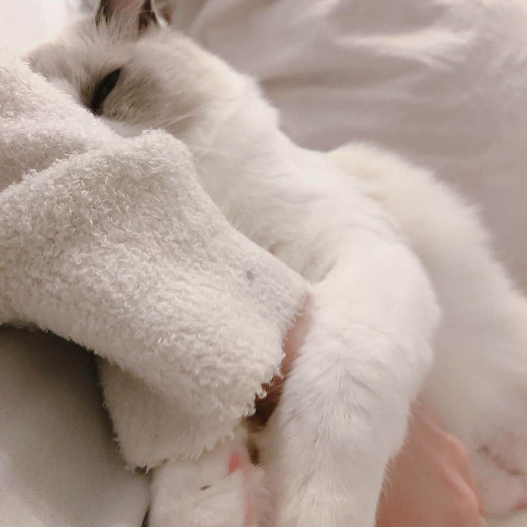 森香穂さんのインスタグラム写真 - (森香穂Instagram)「ぎゅ〜ってたくさんの愛をくれます。猫しか勝たん。  #猫 #ラグドール #こまちしか勝たん」11月27日 0時27分 - kaho_mori0601