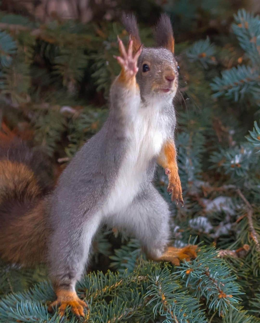 エイミー・セダリスさんのインスタグラム写真 - (エイミー・セダリスInstagram)「#Thursdee Happy Thanksgiving  everyone @9vaga_squirrels9 Ph: @parkbelki ___ .@9vaga_squirrels9 .@9Vaga9 .@9Vaga_Macro9 .@9Vaga_Butterfly9 .@9Vaga_NatureMiracles9 .@9Vaga_Animal9 .@9Vaga_Insects9 .@9Vaga_FlowersArt9 . .________________________________________ . . .#world #macro  .#squirrelsoftheday #Squirrels .#flower #squirrel #instasquirrels .#love #nuts_about_squirrels .#beauty #summer #animals .#nature #geo #ilovesquirrels .#animal . . .Follow:___ @9Vaga_Squirrels9 .Tag:______  #9Vaga_Squirrels9 . .________________________________________ . .Visit the Other 9V9 Hubs: . .@9Vaga9 .@9Vaga_Macro9 .@9Vaga_Butterfly9 .@9Vaga_NatureMiracles9 .@9Vaga_Animal9 .@9Vaga_Insects9 .@9Vaga_FlowersArt9 . .________________________________________ . . .#world #macro  .#squirrelsoftheday #Squirrels .#flower #squirrel #instasquirrels .#love #nuts_about_squirrels .#beauty #summer #animals .#nature #geo #ilovesquirrels .#animal .」11月27日 0時39分 - amysedaris