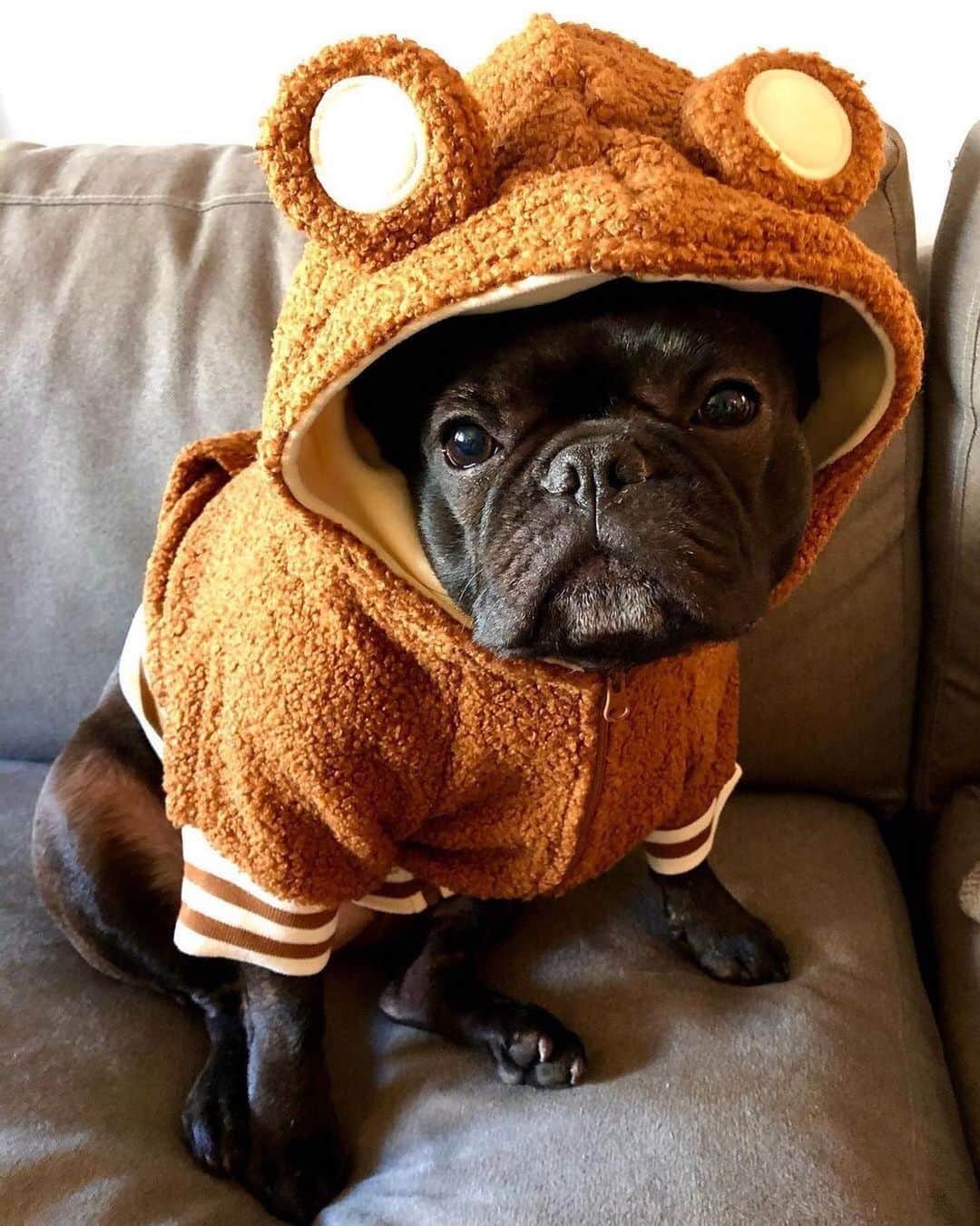 Regeneratti&Oliveira Kennelのインスタグラム：「If you need a taste tester I’ll be on the couch 👅😉 @moxie_the_frenchie Happy Thanksgiving everyone! We hope your day is filled with gratitude, love, and yummy food! . . SHOP the Holiday Collection only at www.frenchie.com . 🎁 Get 10% off  with code jmarcoz10 🐾  . . #frenchiepetsupply #frenchiesofinsta #pugsofinsta #frenchbulldog #frenchiesofinstagram #pug #frenchies #reversibleharness #frenchiehoodie #thedodo #frenchieharness #dogclothes #dogharness #frenchiegram #dogsbeingbasic #frenchieoftheday #instafrenchie #bulldogs #dogstagram #frenchievideo #cutepetclub #bestwoof #frenchies1 #ruffpost #bostonterrier #bostonsofig #animalonearth #animallover #dogs」