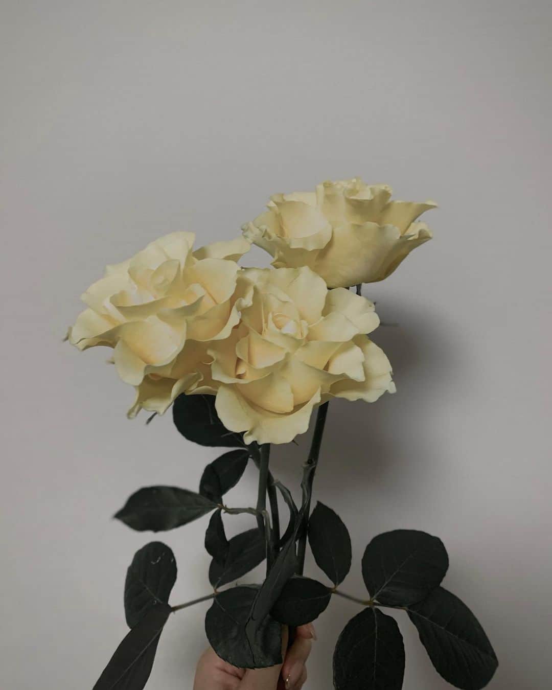 舞雛かのんさんのインスタグラム写真 - (舞雛かのんInstagram)「🌹.  お花屋さんで可愛いバラを見つけました♡.  黄色いお花って見てるだけで、元気になるよね♪.  あっという間に金曜日だっ. 今日も1日頑張りましょー！」11月27日 10時26分 - mizho_601