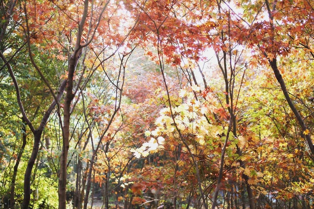 石井寛子さんのインスタグラム写真 - (石井寛子Instagram)「紅葉を愛でる。黄色な世界🍁  いつも癒やしをくれるママ友と 小春日和のなか🚲で30分。  こんな近くに、 こんな素敵なところがあったなんて。  夢のような世界にうっとり😍  「もっともっと」  遠くを見やる前に まずは自分の身近な よきところを、かみしめなきゃな。  #ママカメラ #ママカメラマン #女性フォトグラファー #portrait #ファインダー越しの私の世界  #紅葉狩り  #もみじ . #autumn  #autumnleaves」11月27日 10時28分 - ishiihiroko