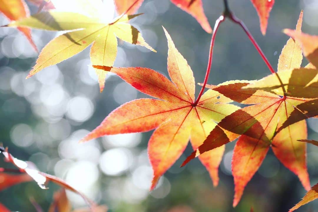 石井寛子のインスタグラム：「紅葉を愛でる。黄色な世界🍁  いつも癒やしをくれるママ友と 小春日和のなか🚲で30分。  こんな近くに、 こんな素敵なところがあったなんて。  夢のような世界にうっとり😍  「もっともっと」  遠くを見やる前に まずは自分の身近な よきところを、かみしめなきゃな。  #ママカメラ #ママカメラマン #女性フォトグラファー #portrait #ファインダー越しの私の世界  #紅葉狩り  #もみじ . #autumn  #autumnleaves」