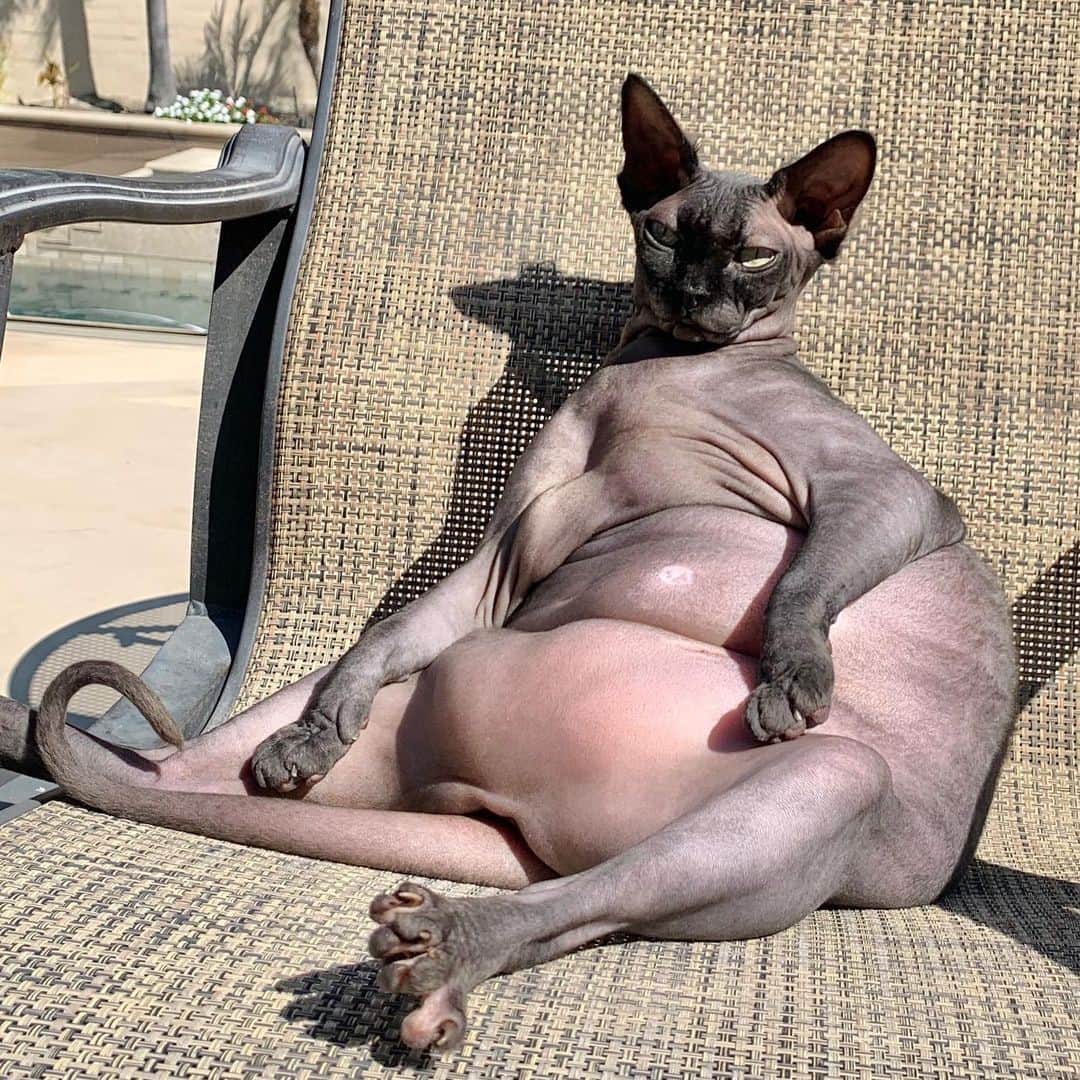 Cats of Instagramさんのインスタグラム写真 - (Cats of InstagramInstagram)「From @lily_rose_adventures: “Summer body wasn’t ready but winter body is good to go. **NOTE** We have her on a strict moderate calorie prescription food/diet. She is monitored by a vet and is very healthy and active.” #catsofinstagram」11月27日 10時45分 - cats_of_instagram